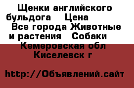 Щенки английского бульдога  › Цена ­ 60 000 - Все города Животные и растения » Собаки   . Кемеровская обл.,Киселевск г.